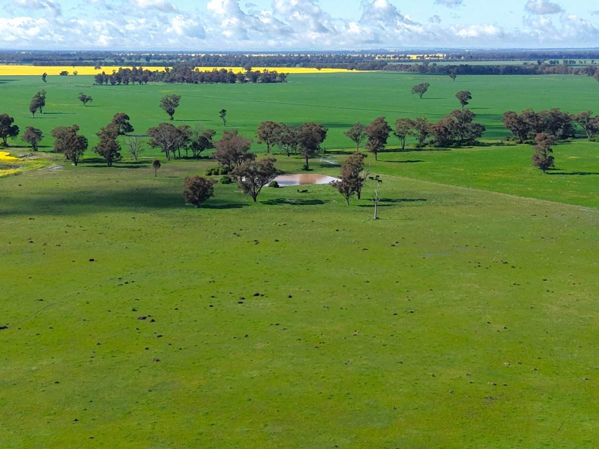 1539 Bland Road, Quandialla For Sale by Farmbuy.com - image 12