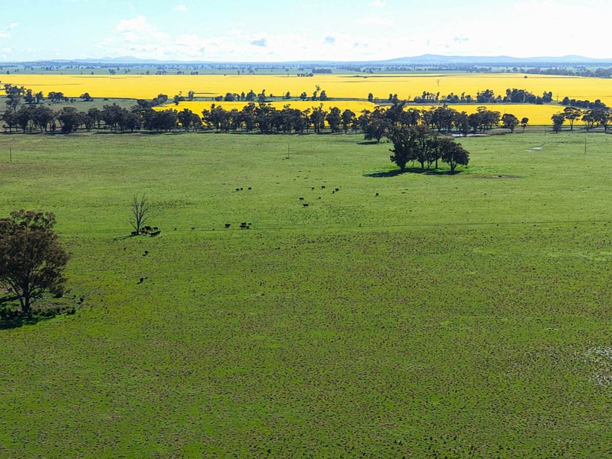 1539 Bland Road, Quandialla For Sale by Farmbuy.com - image 10