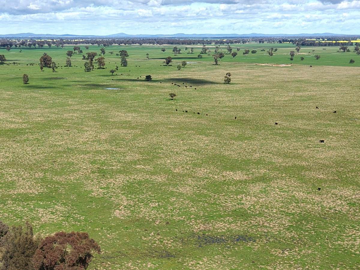 1539 Bland Road, Quandialla For Sale by Farmbuy.com - image 21
