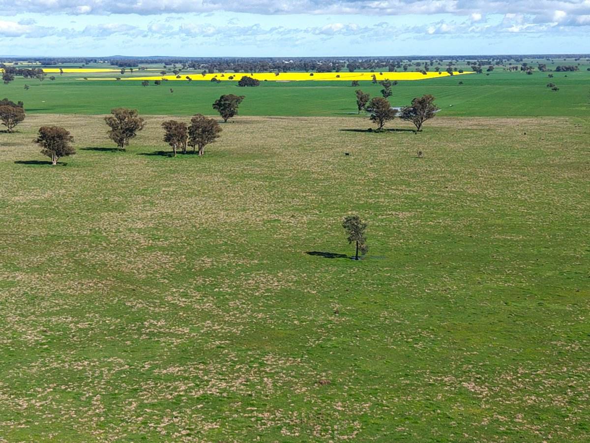 1539 Bland Road, Quandialla For Sale by Farmbuy.com - image 20