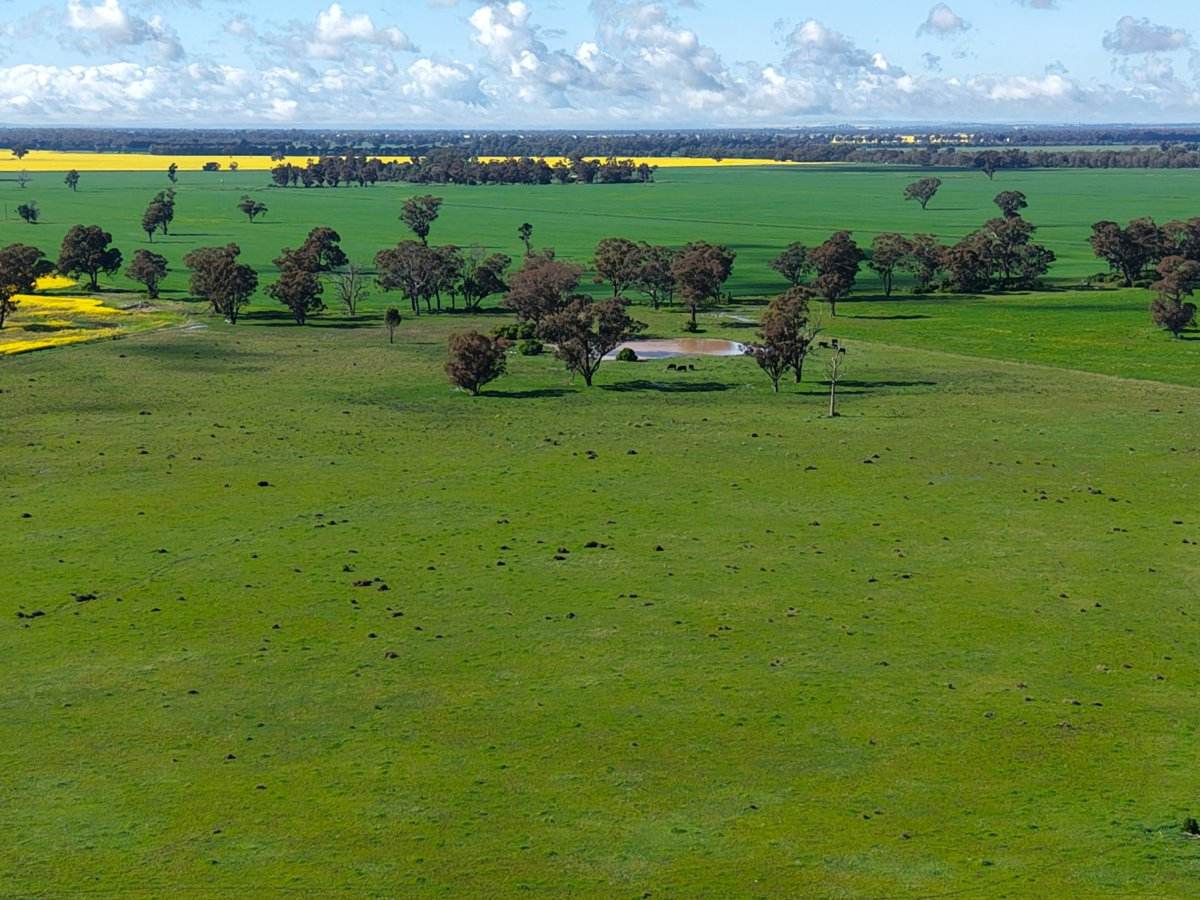 1539 Bland Road, Quandialla For Sale by Farmbuy.com - image 15
