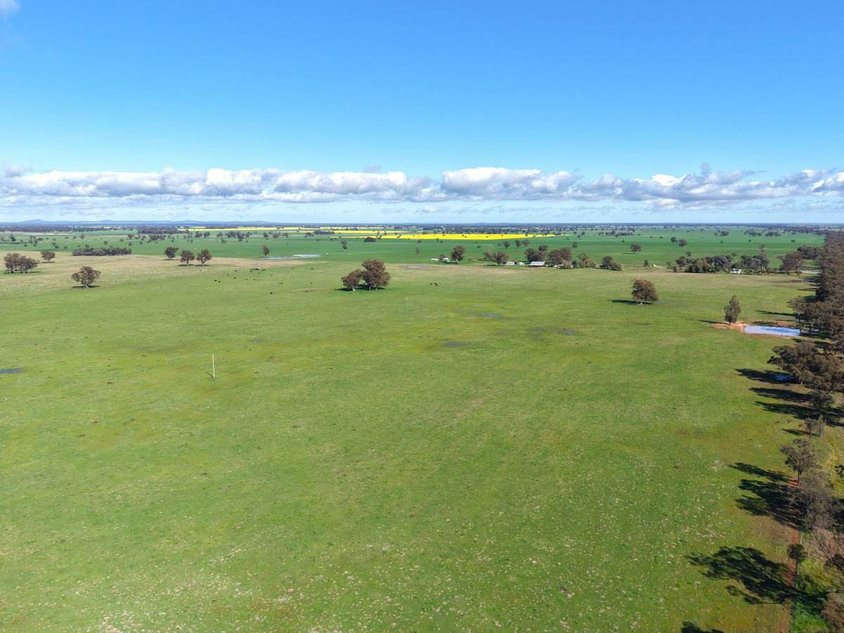 1539 Bland Road, Quandialla For Sale by Farmbuy.com - image 25