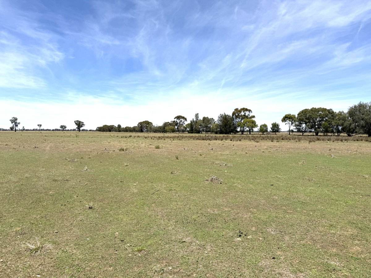1539 Bland Road, Quandialla For Sale by Farmbuy.com - image 12