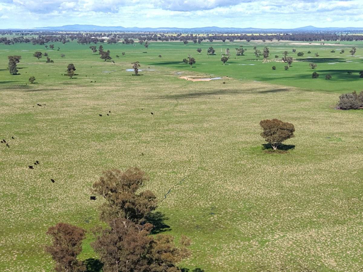 1539 Bland Road, Quandialla For Sale by Farmbuy.com - image 6
