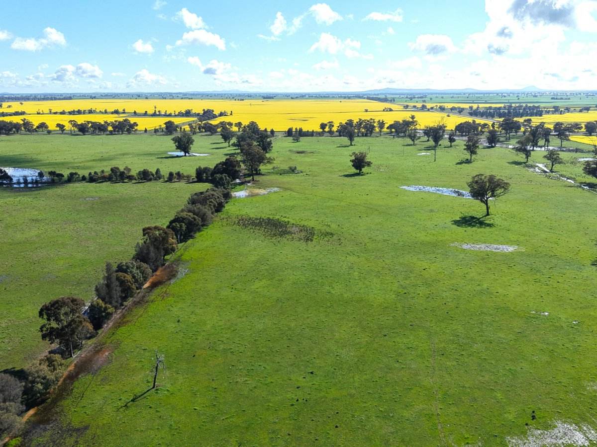1539 Bland Road, Quandialla For Sale by Farmbuy.com - image 18