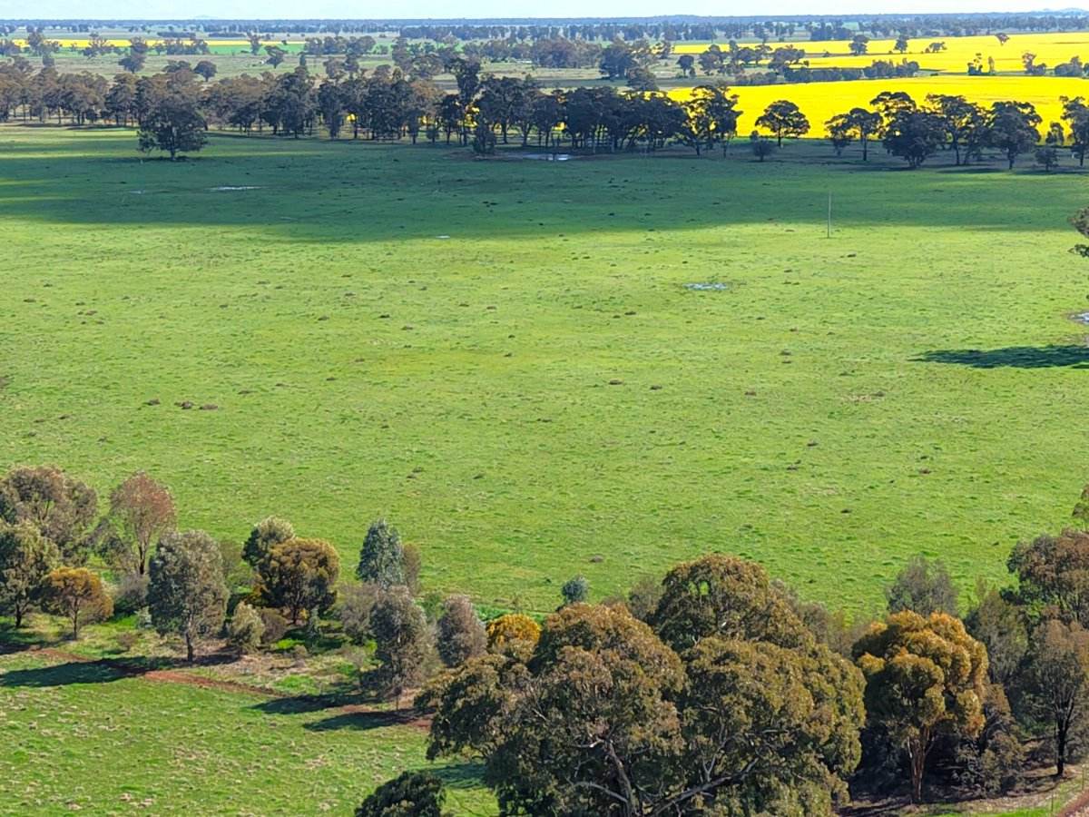 1539 Bland Road, Quandialla For Sale by Farmbuy.com - image 22