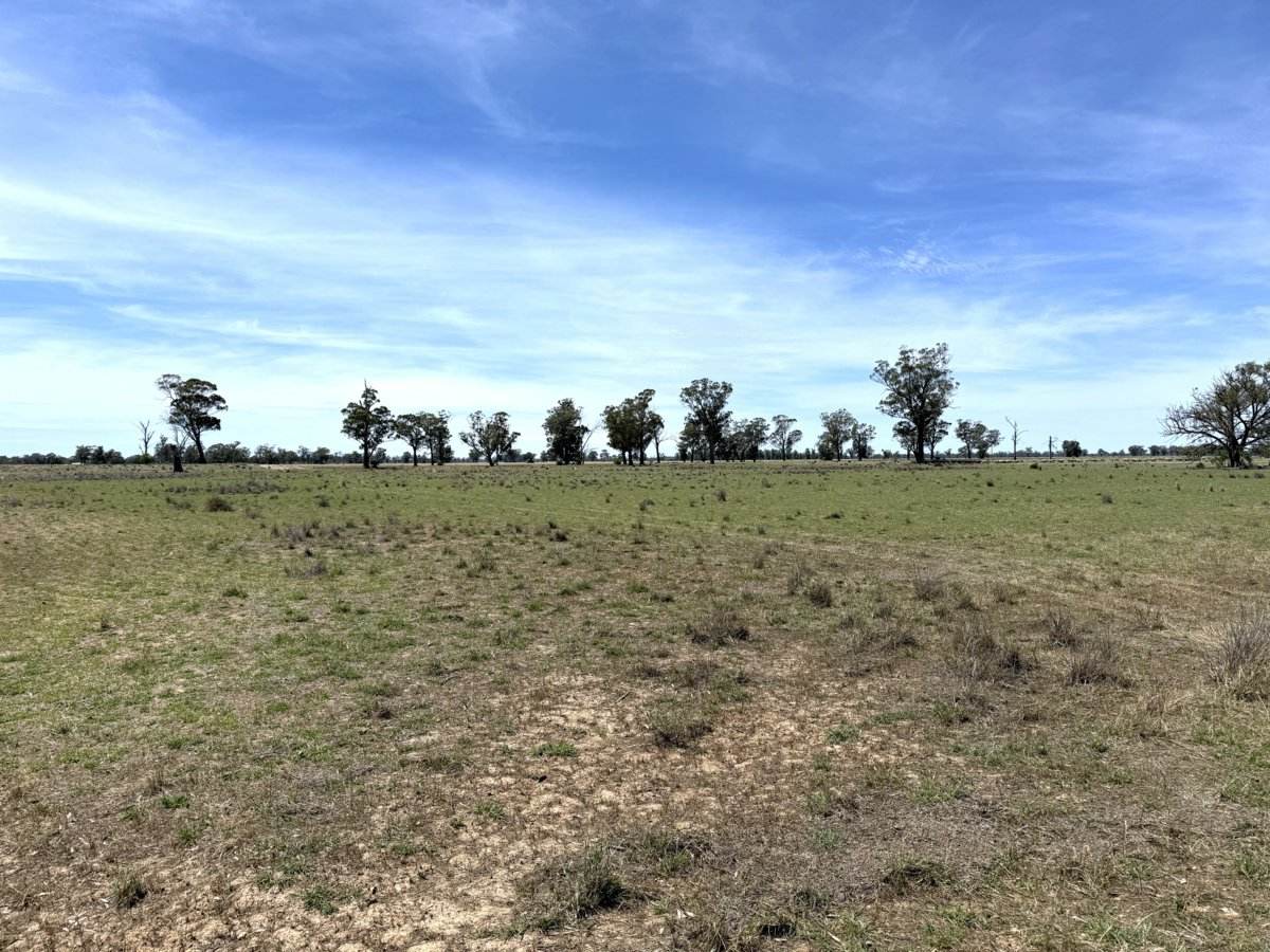 1539 Bland Road, Quandialla For Sale by Farmbuy.com - image 11