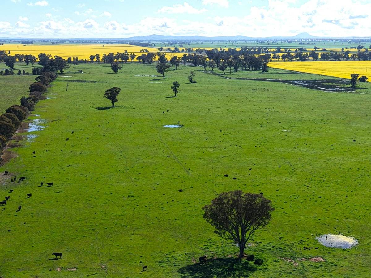 1539 Bland Road, Quandialla For Sale by Farmbuy.com - image 14