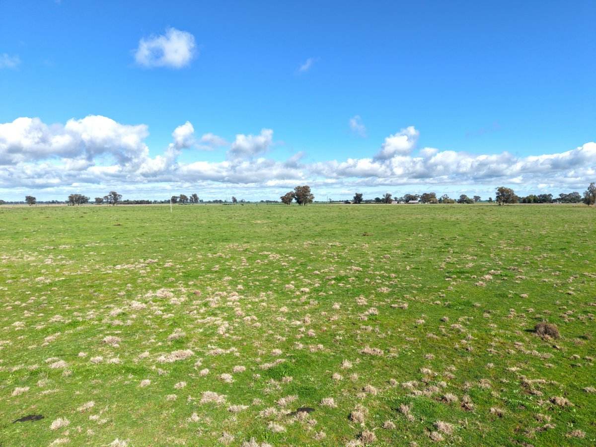 1539 Bland Road, Quandialla For Sale by Farmbuy.com - image 24