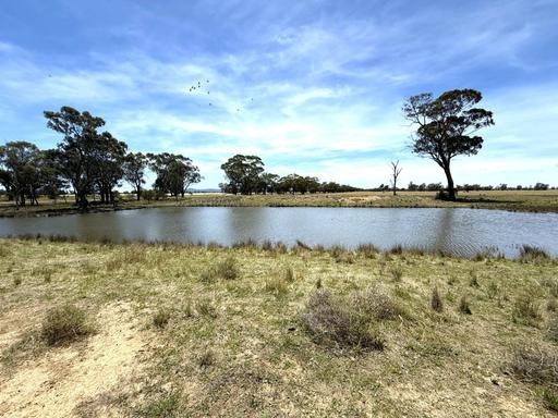 Farm For Sale - NSW - Quandialla - 2721 - 601 Acres – Quality Mixed Farming Country in the Quandialla District 