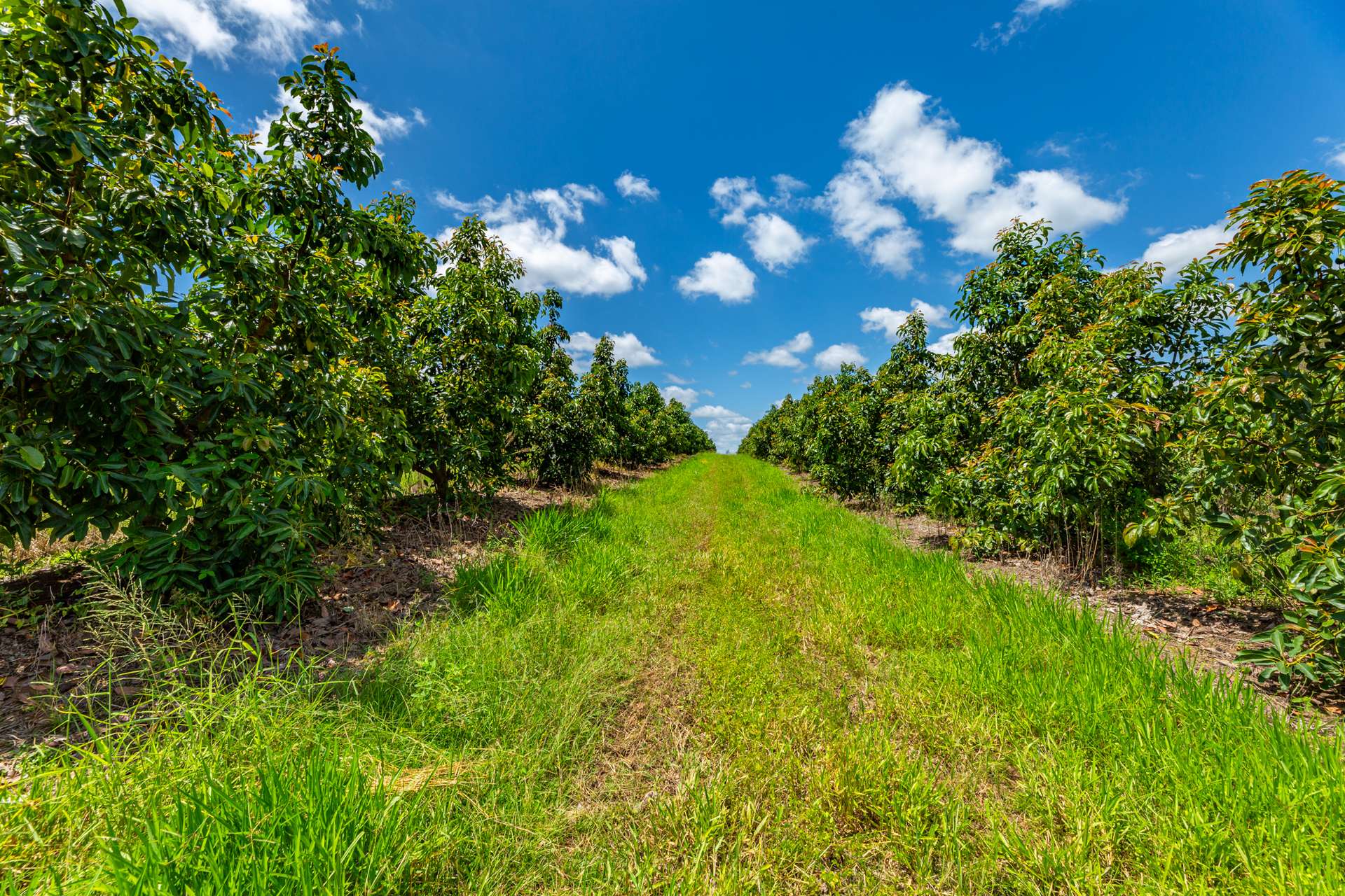 807 Pine Creek Road, Givelda For Sale by Farmbuy.com - image 3