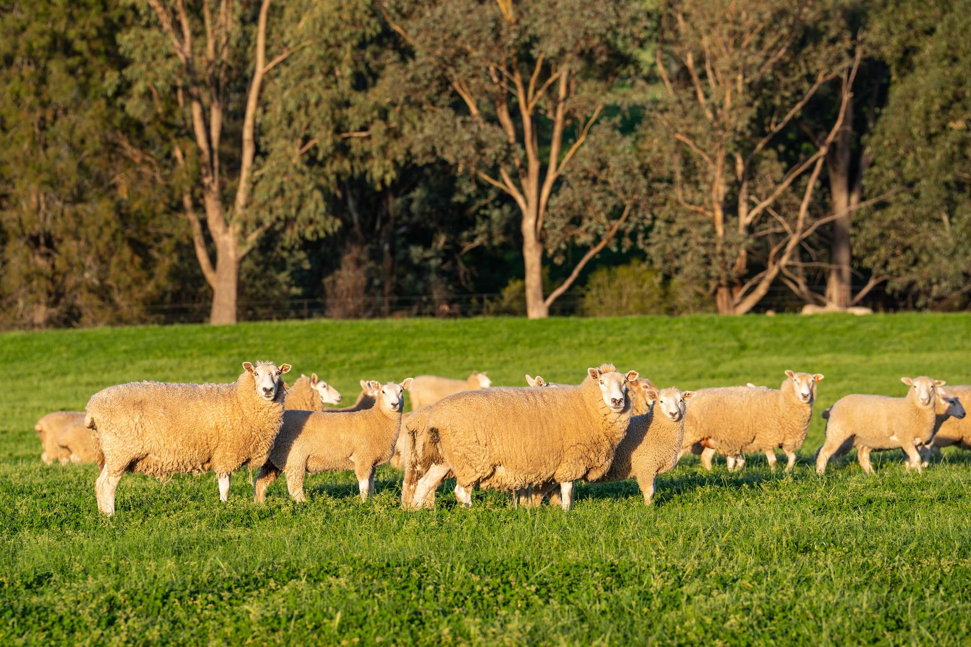 Lot 1/279 & Lot 2/281 Jingellic Road, Holbrook For Sale by Farmbuy.com - image 12
