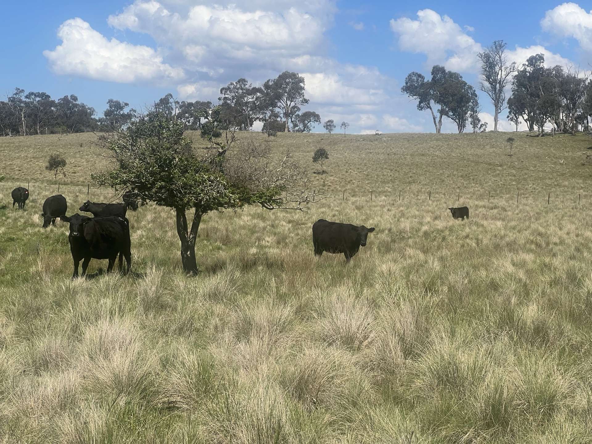 400 Bullock Mountain Road, Glen Innes Sold by Farmbuy.com - image 6