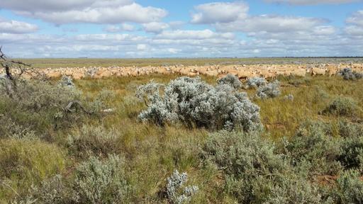Eucla WA 6443