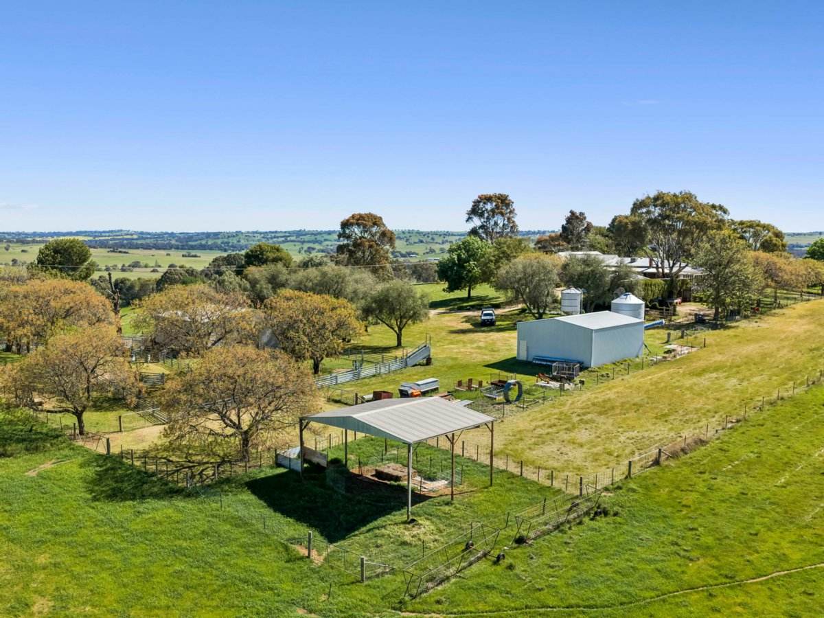 100 Powderly's Road, Young Sold by Farmbuy.com - image 4