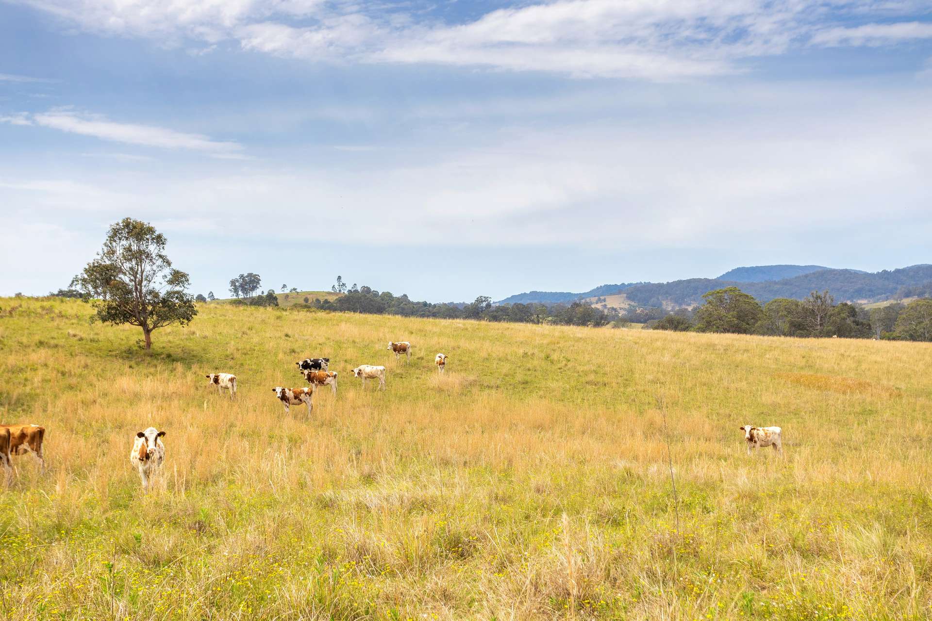 120 Norries Road, Bunyah For Sale by Farmbuy.com - image 21