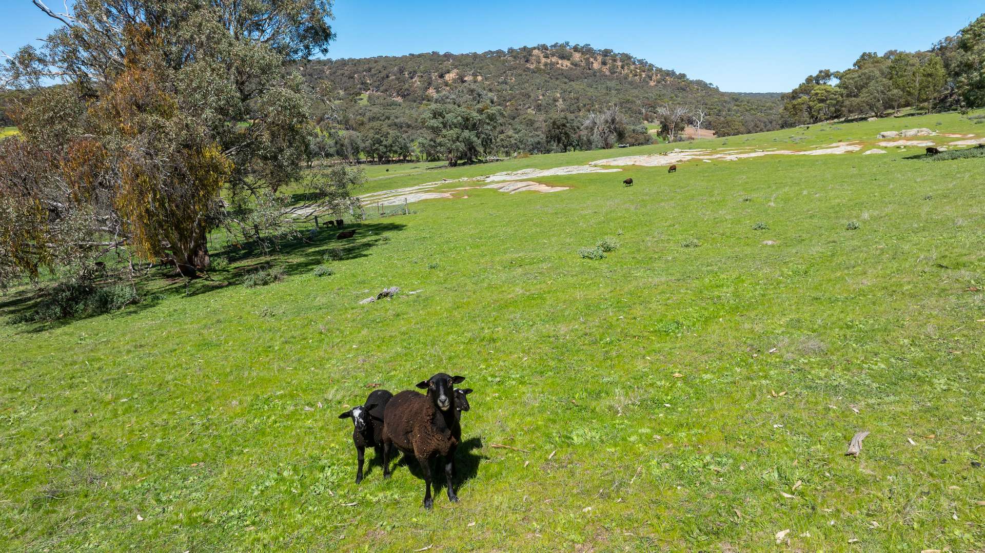 . Sanderson Road, Springhurst For Sale by Farmbuy.com - image 8