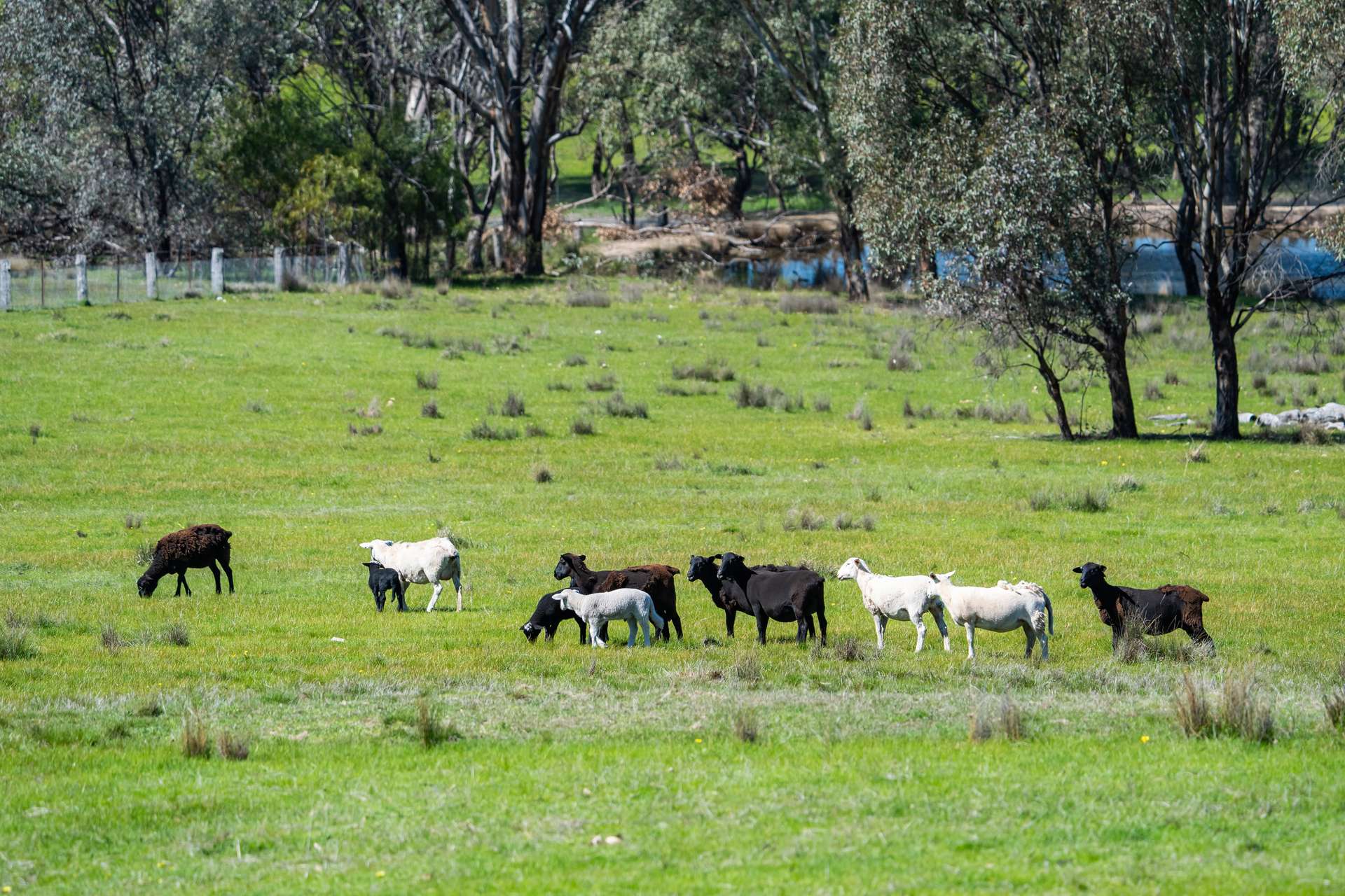 . Sanderson Road, Springhurst For Sale by Farmbuy.com - image 23