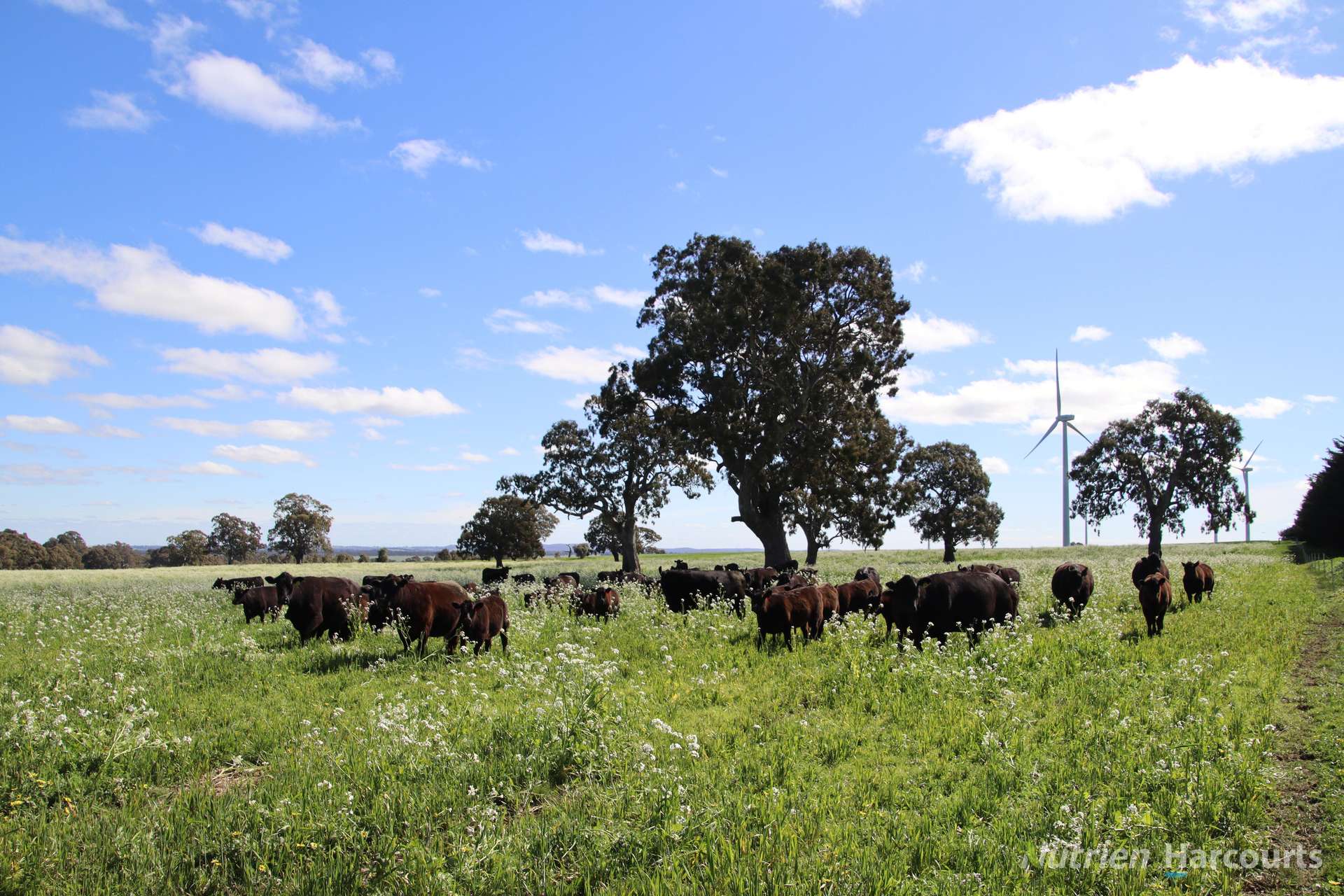 578 Beaufort-Waubra Road, Ercildoune Tender by Farmbuy.com - image 11