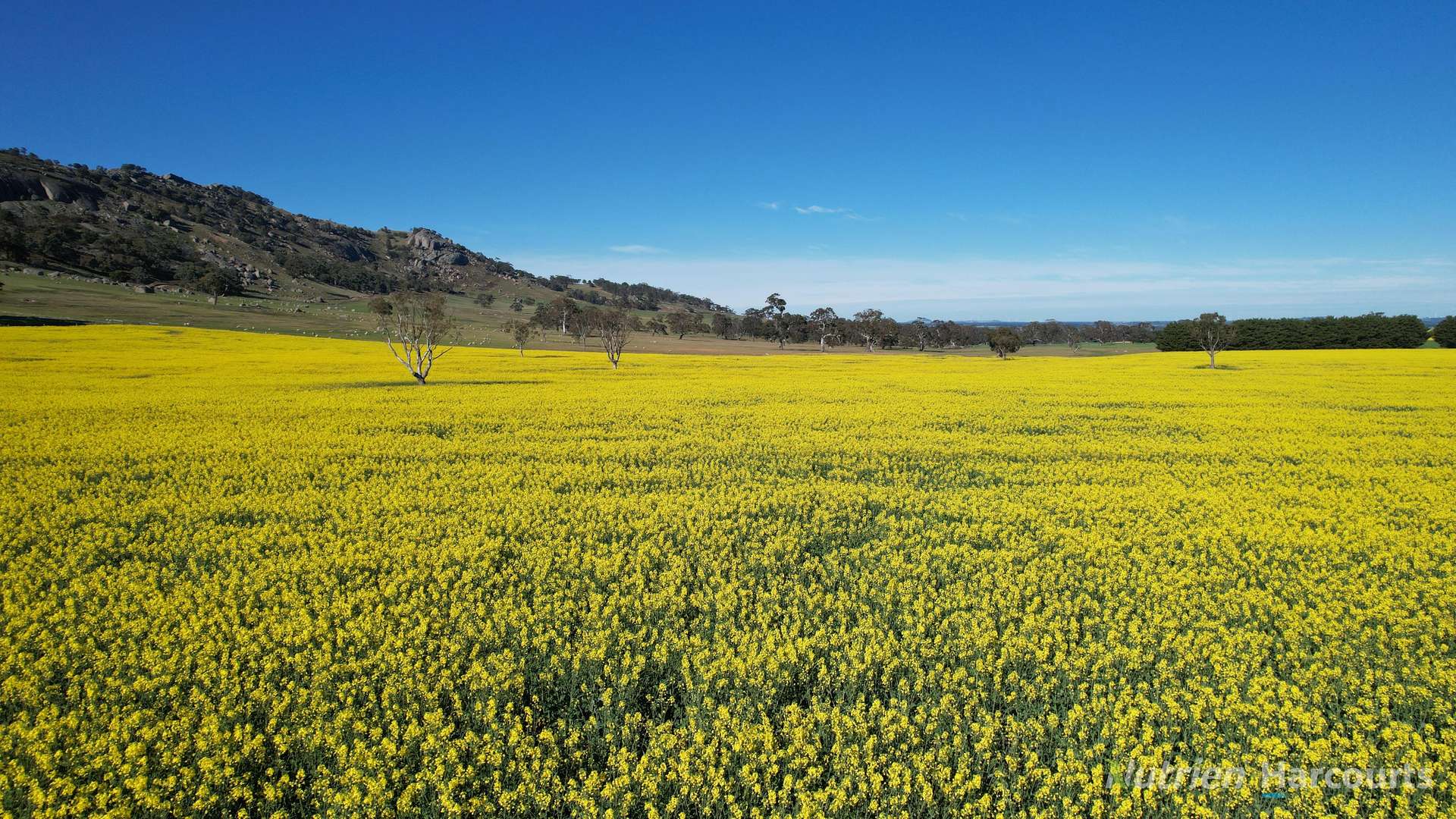 578 Beaufort-Waubra Road, Ercildoune Tender by Farmbuy.com - image 3