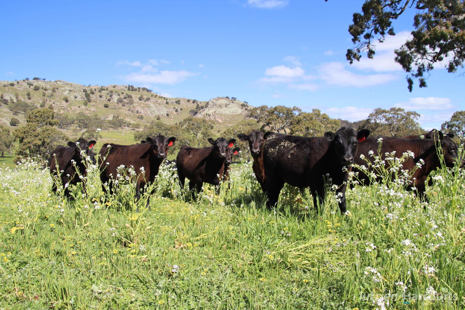 578 Beaufort-Waubra Road, Ercildoune Tender by Farmbuy.com - image 17