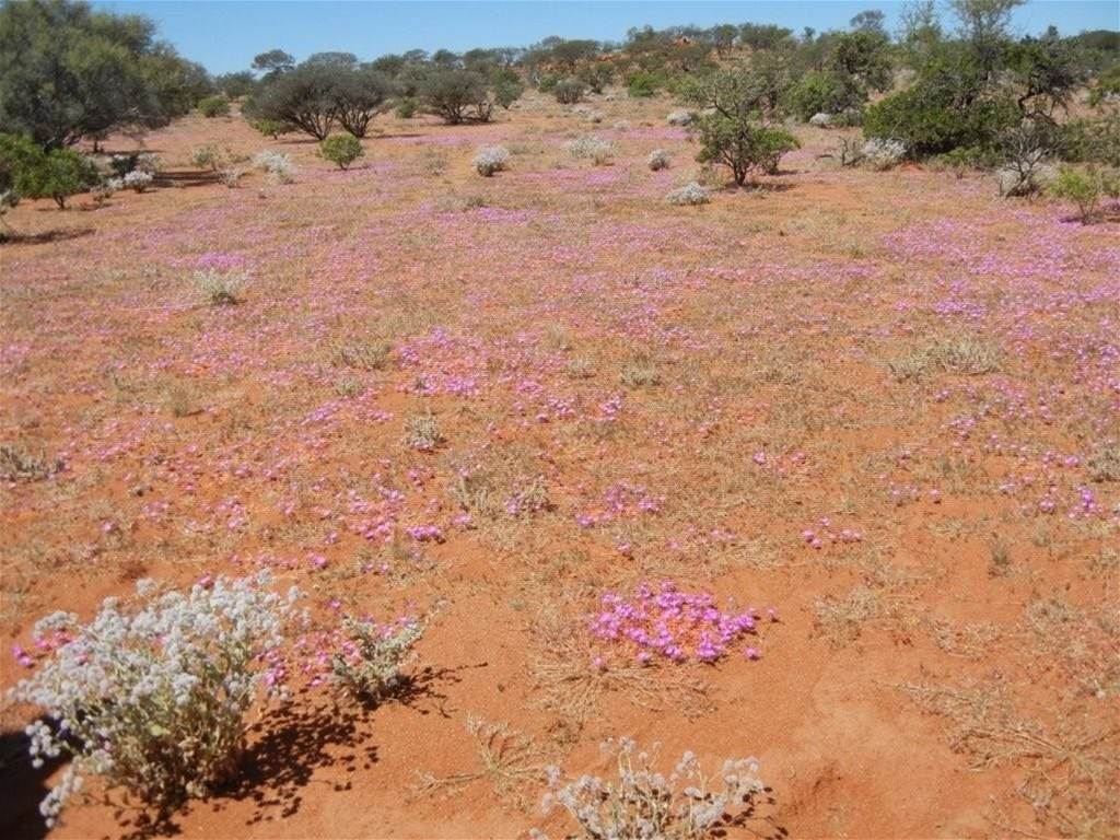 Hy Brazil, Mount Magnet For Sale by Farmbuy.com - image 6