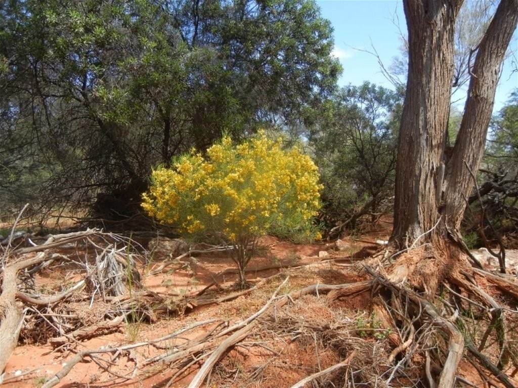 Hy Brazil, Mount Magnet For Sale by Farmbuy.com - image 22