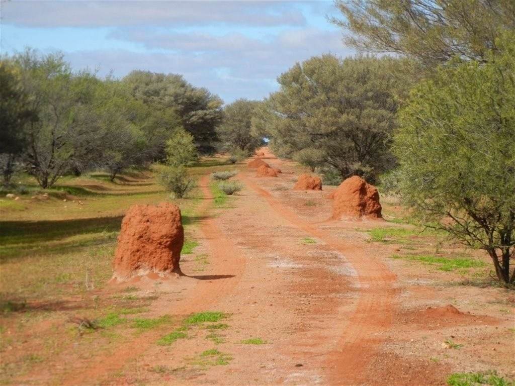 Hy Brazil, Mount Magnet For Sale by Farmbuy.com - image 17