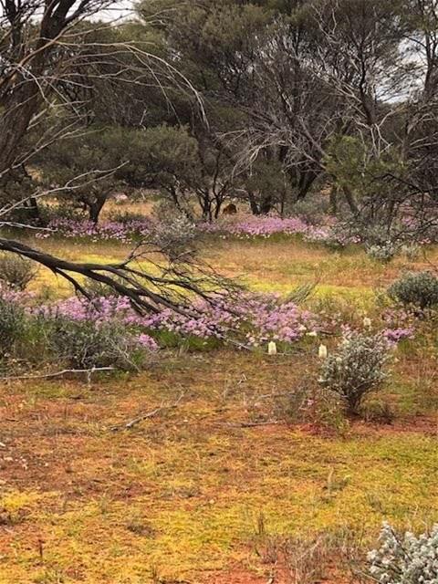 Hy Brazil, Mount Magnet For Sale by Farmbuy.com - image 21