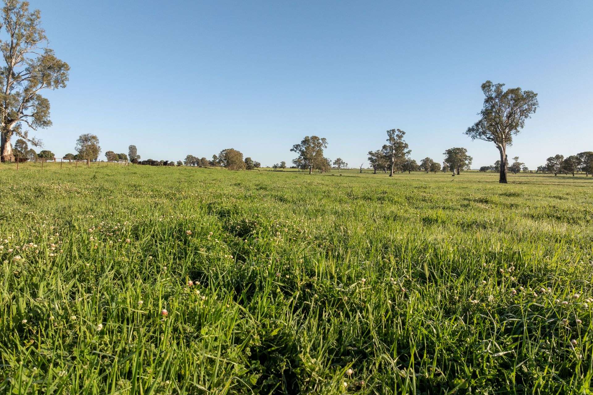 6021 Riverina Highway, Hopefield For Sale by Farmbuy.com - image 28