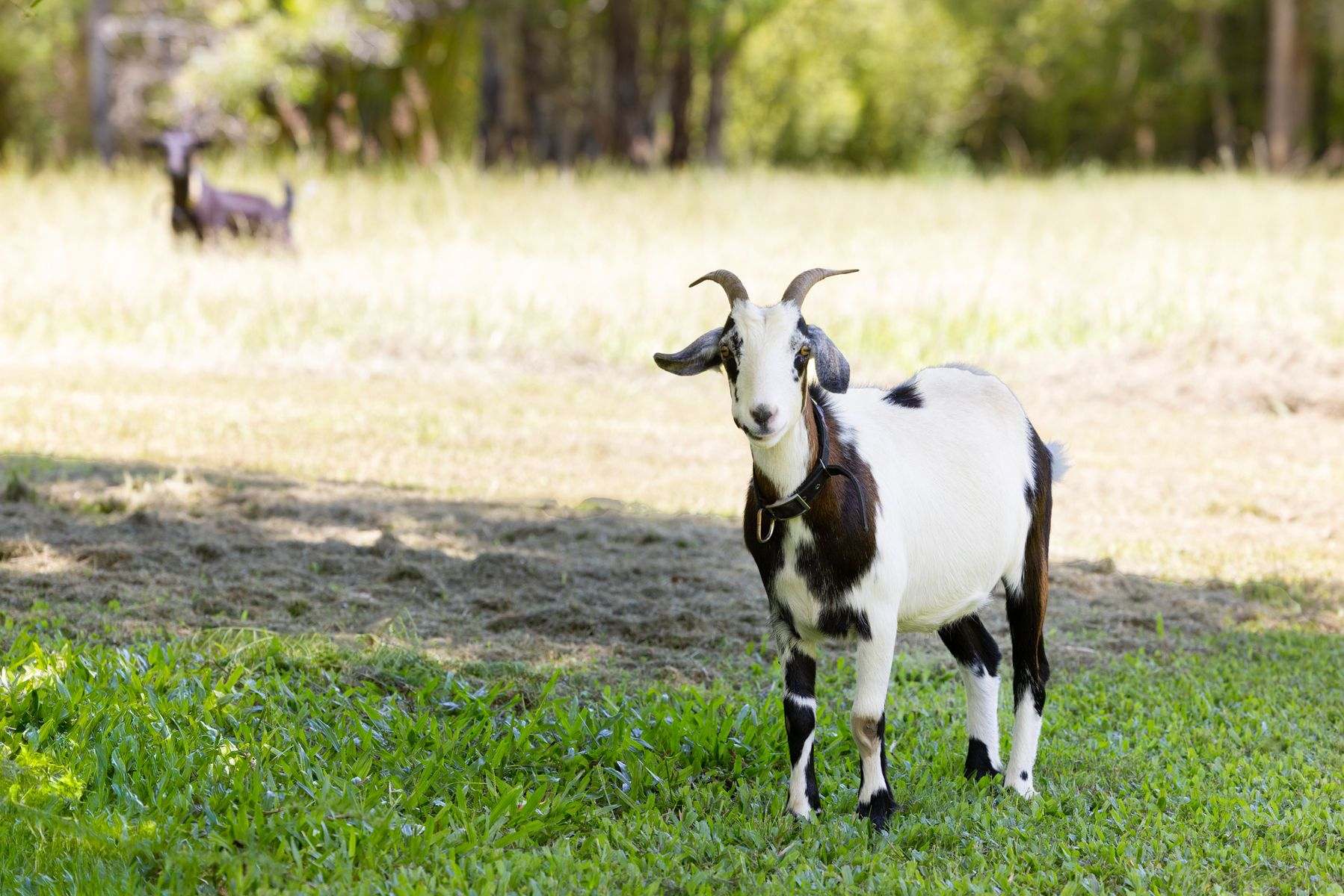 1171 Eumundi - Kenilworth Road, Belli Park For Sale by Farmbuy.com - image 31