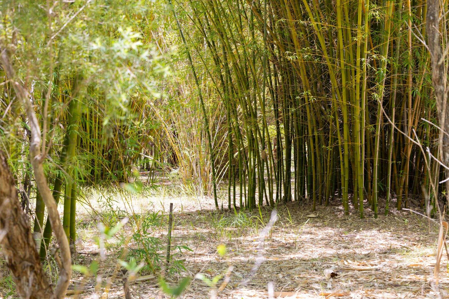 1171 Eumundi - Kenilworth Road, Belli Park For Sale by Farmbuy.com - image 5
