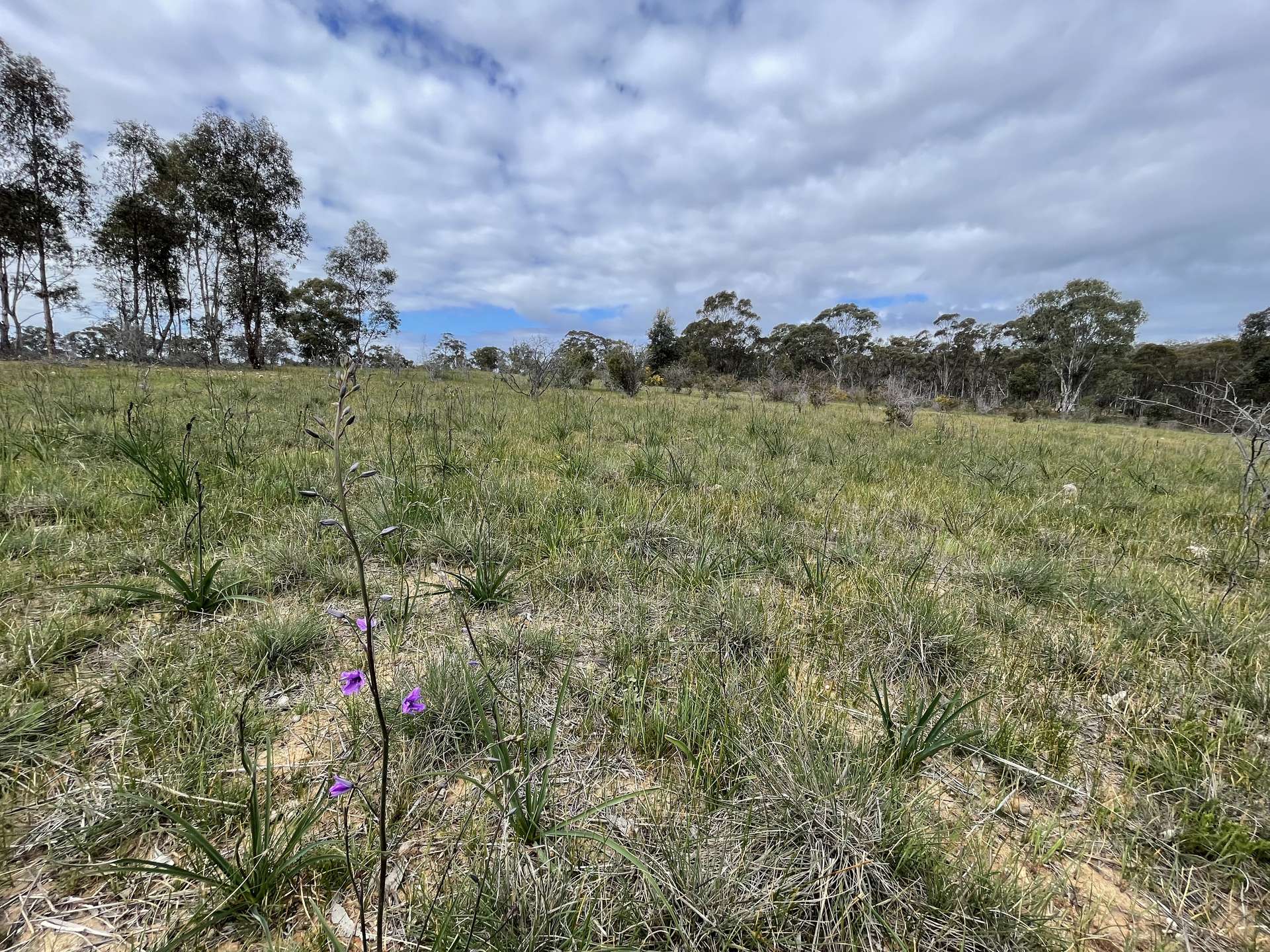 CA 14 Sunraysia Highway, Stuart Mill Sold by Farmbuy.com - image 23