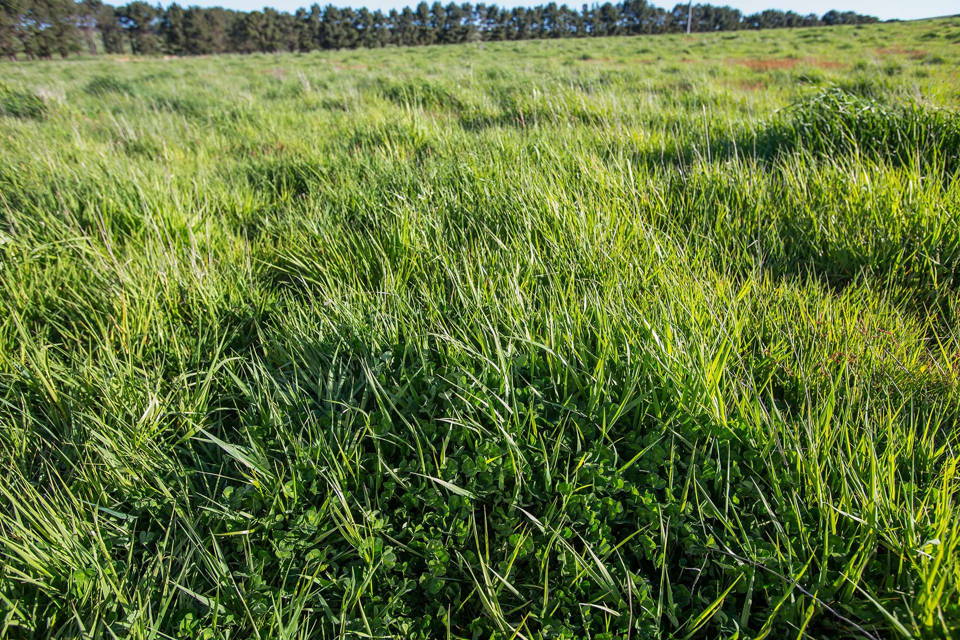 1120 Taylors Creek Road, Tarago Sold by Farmbuy.com - image 24