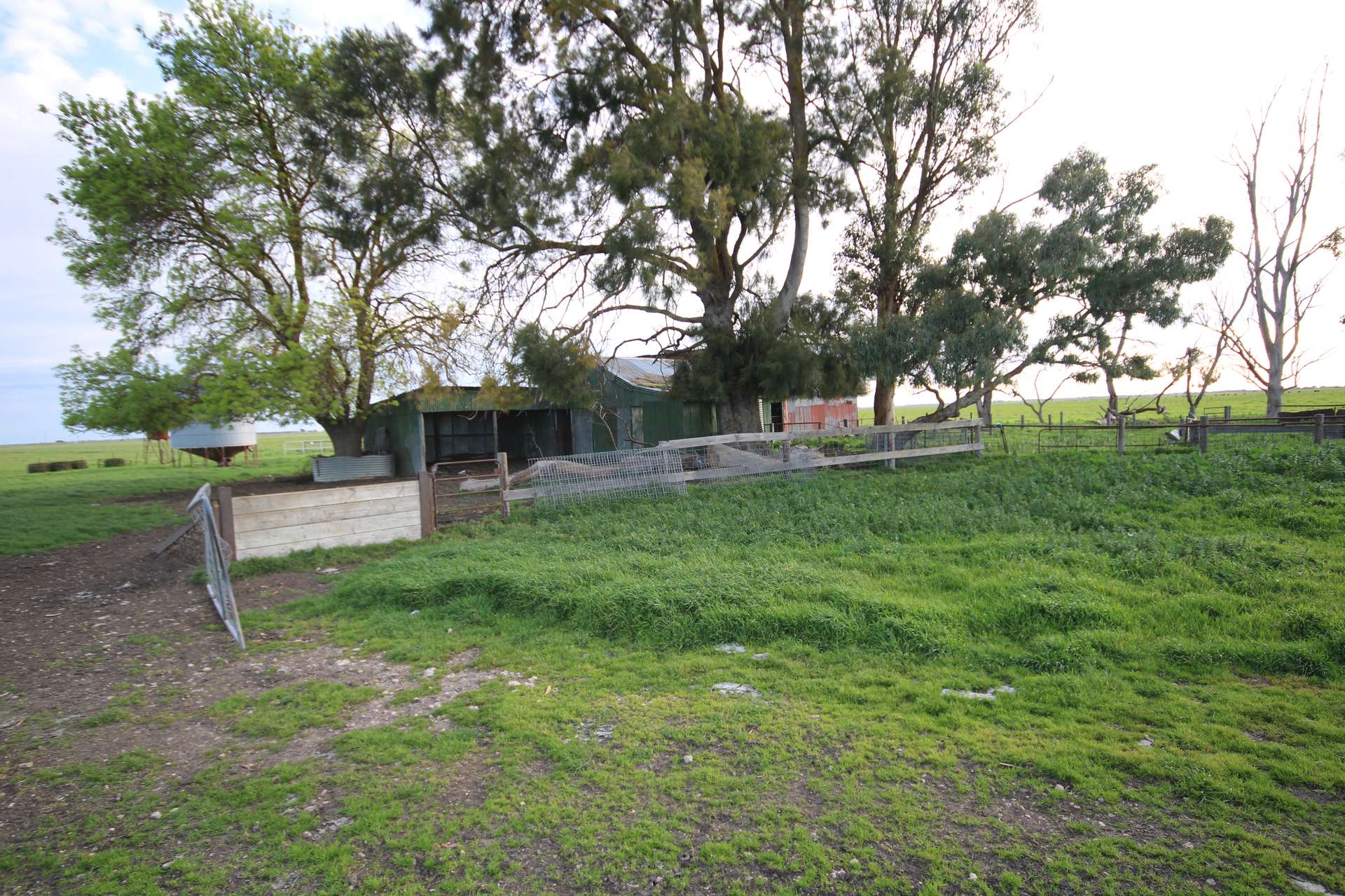 98 Sinclairs Road, Naracoorte Sold by Farmbuy.com - image 6