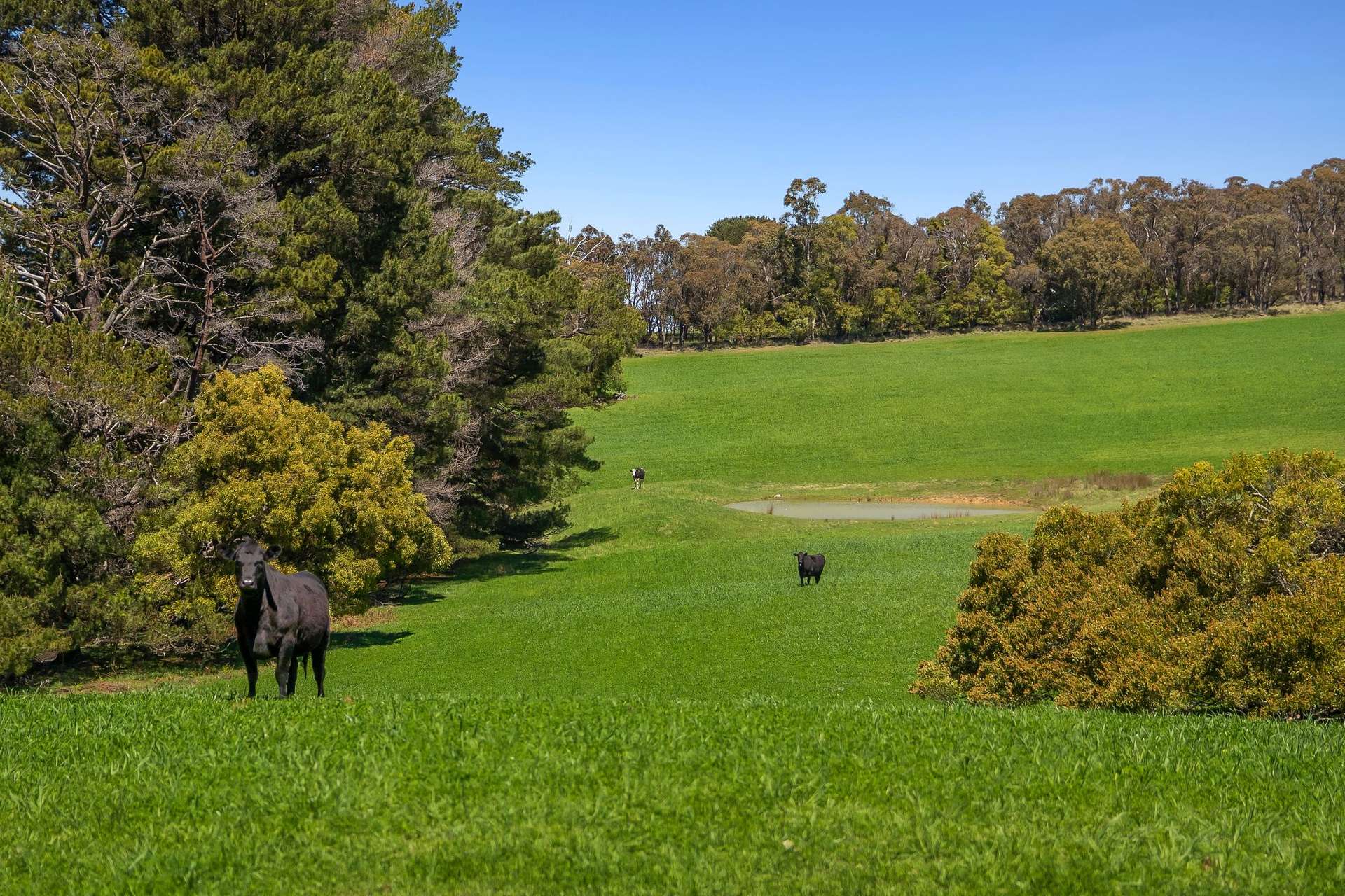 112 Old Binda Road, Crookwell Sold by Farmbuy.com - image 16