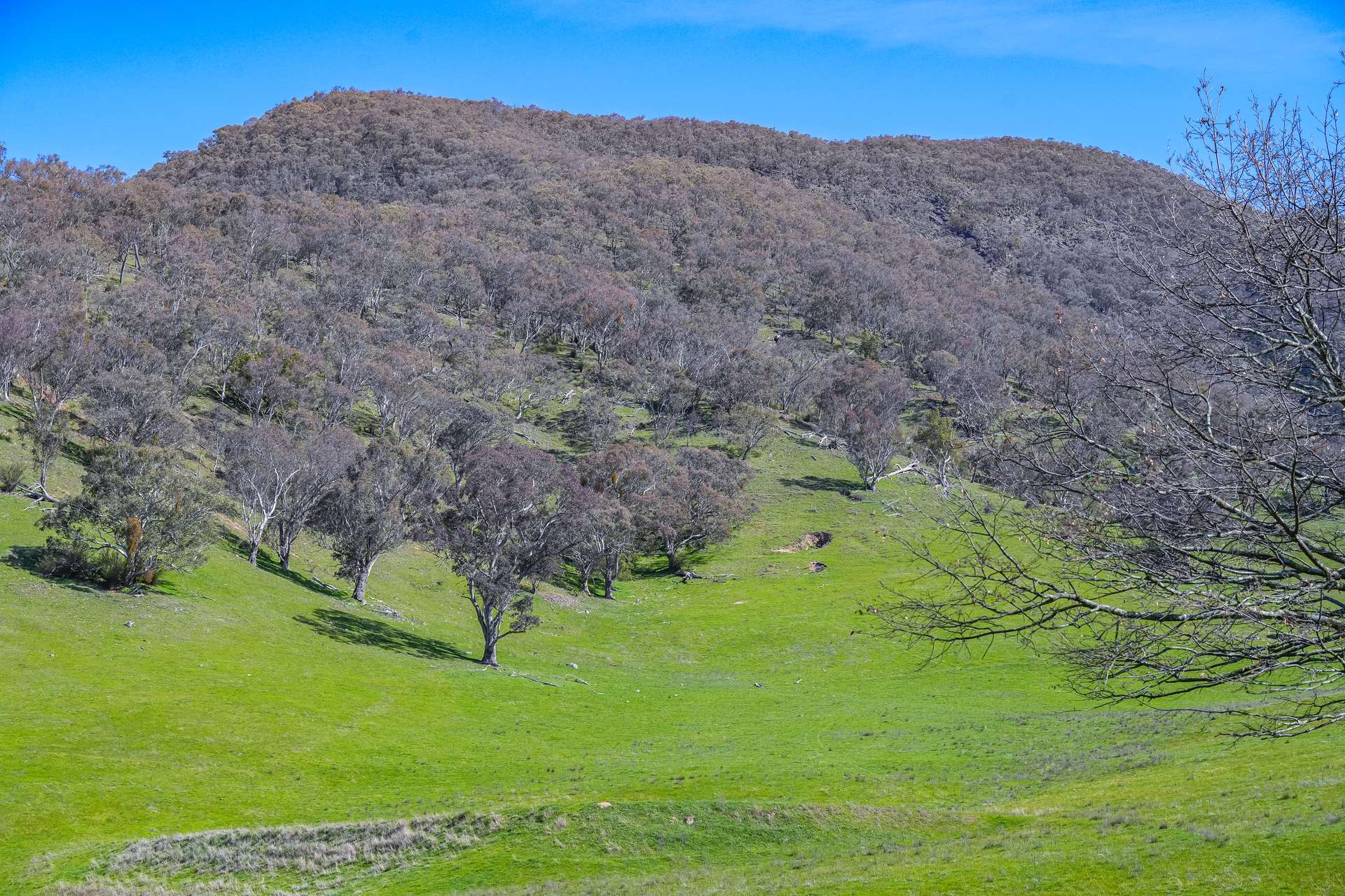 Lot 1 Murray Valley Highway, Towong Upper Sold by Farmbuy.com - image 21