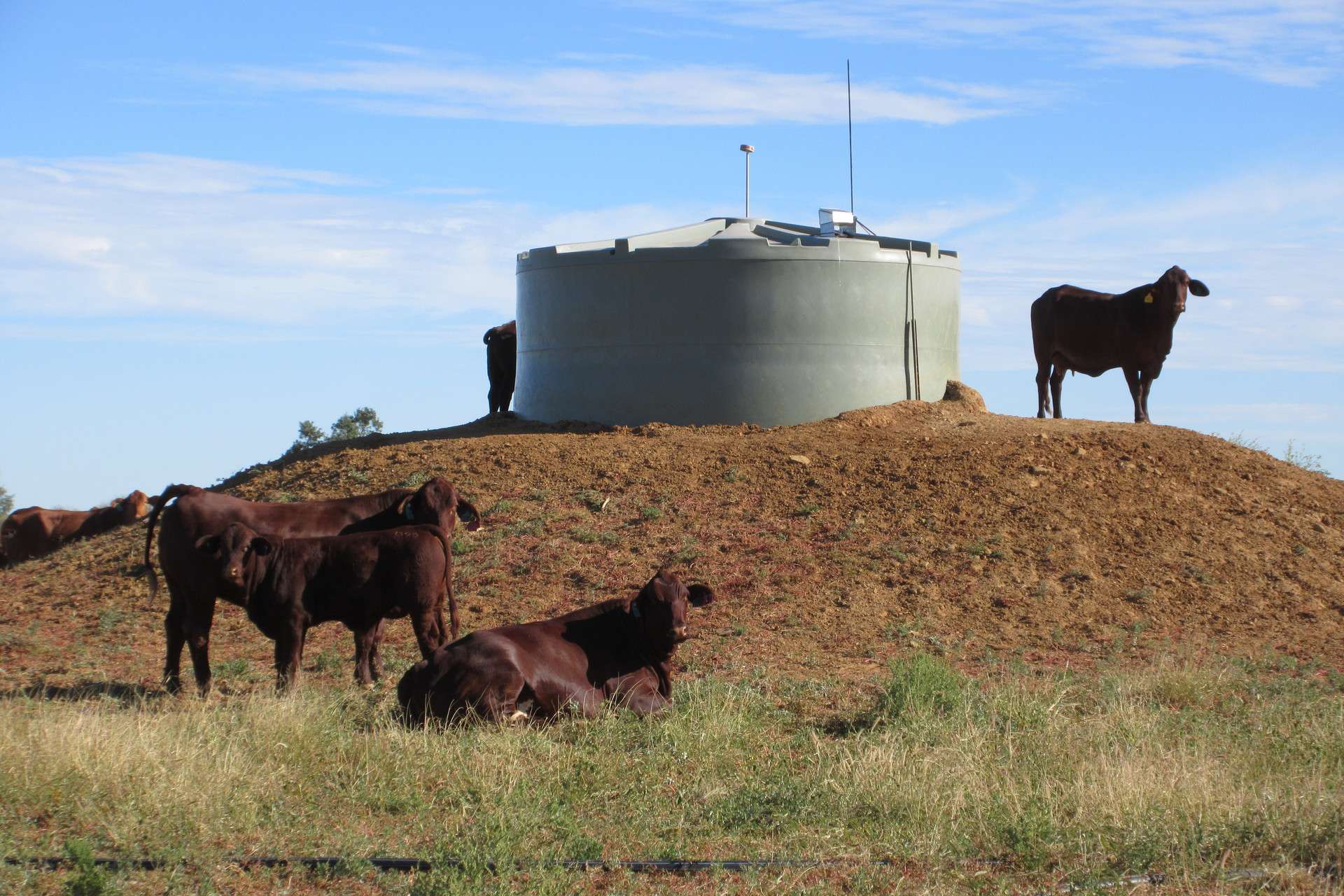 715 Royston Lane, Longreach For Sale by Farmbuy.com - image 4