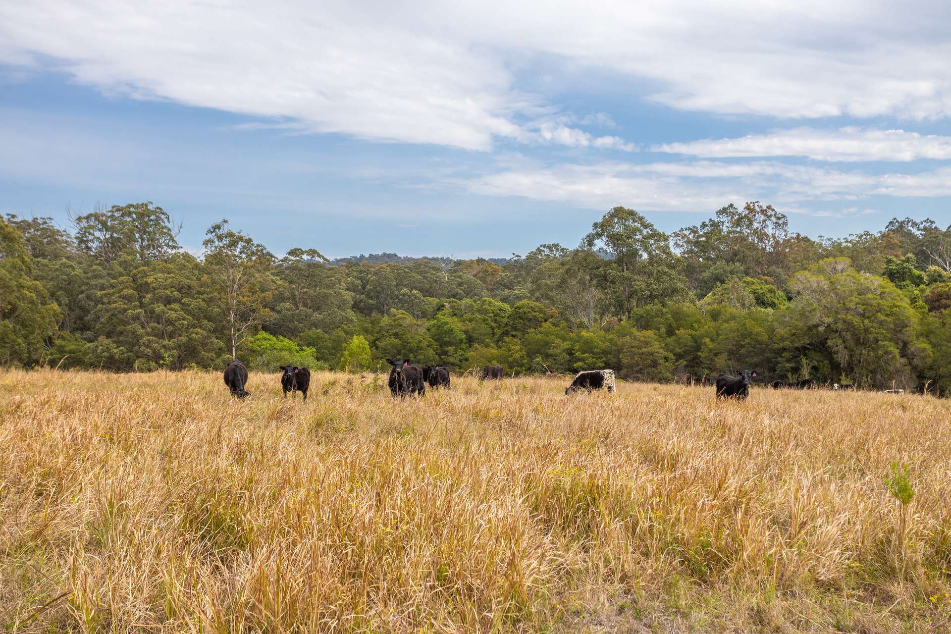 212 Norries Road, Bunyah Sold by Farmbuy.com - image 12
