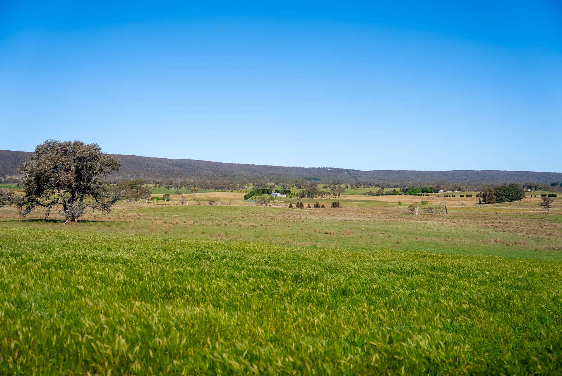 Lots 1, 68, 92, 166 Taralga Road, Tarlo Via, Goulburn Sold by Farmbuy.com - image 8