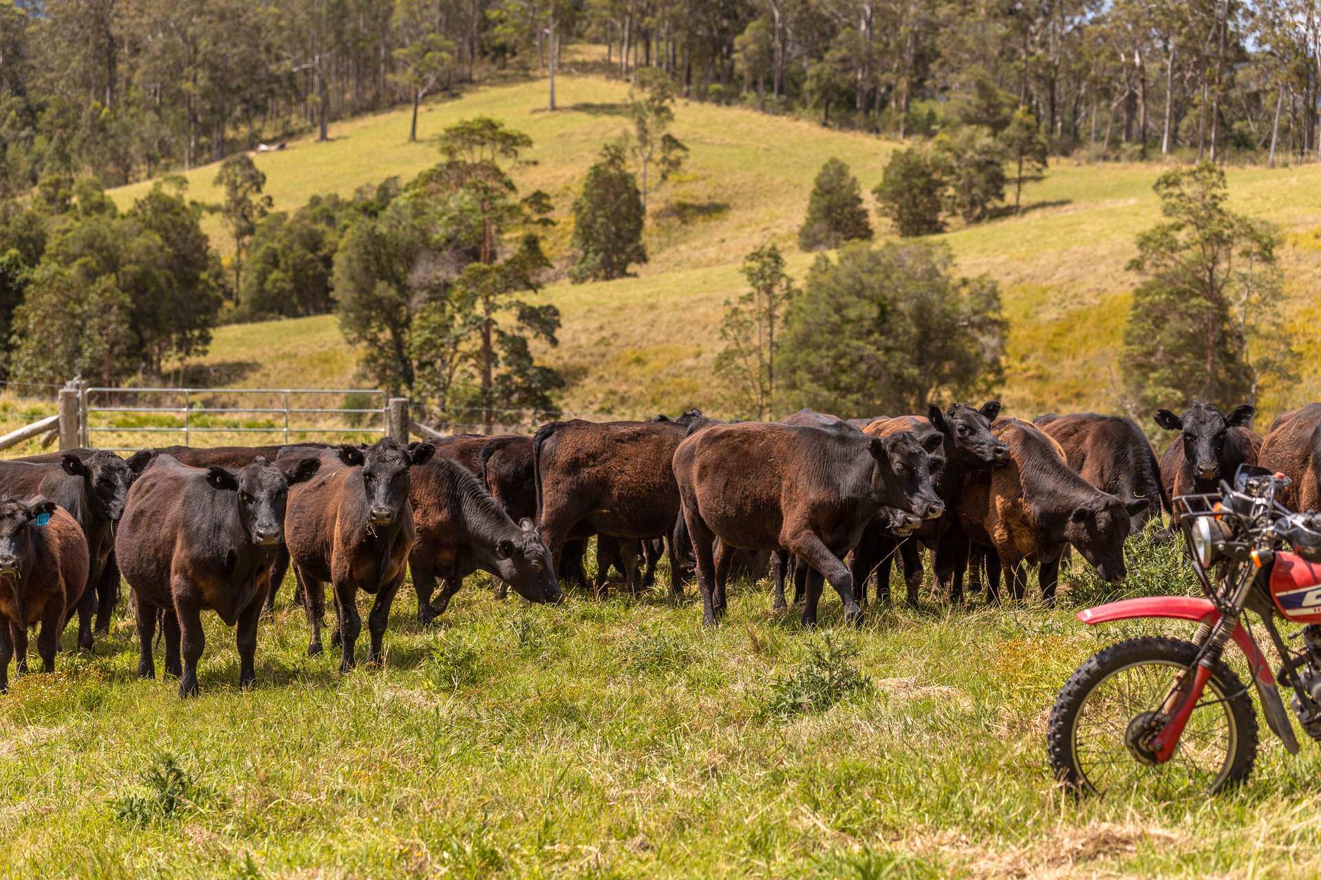 129 Days Road, Belbora Sold by Farmbuy.com - image 1