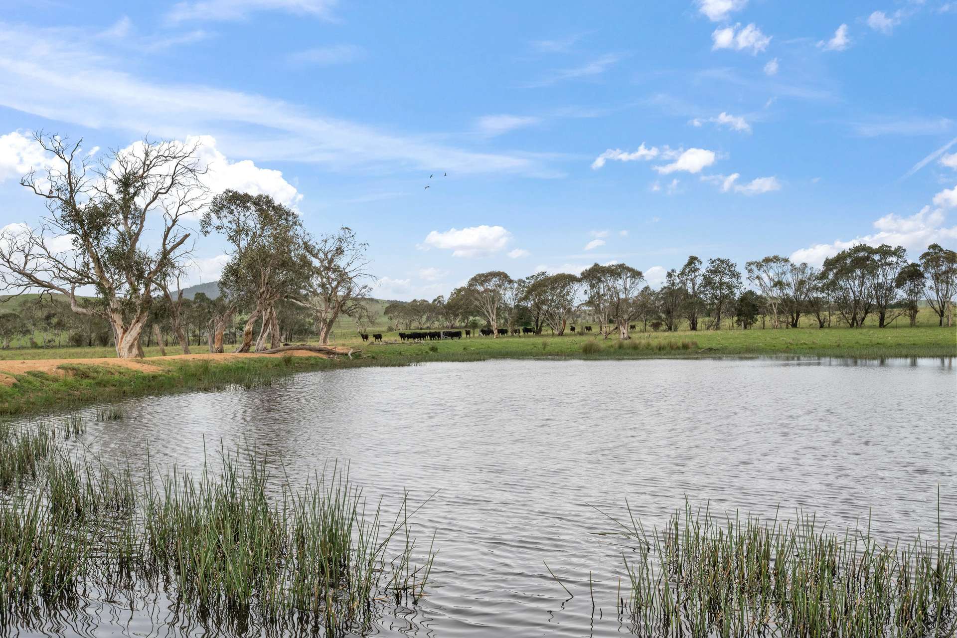 536 Cooma Road, Braidwood Sold by Farmbuy.com - image 16