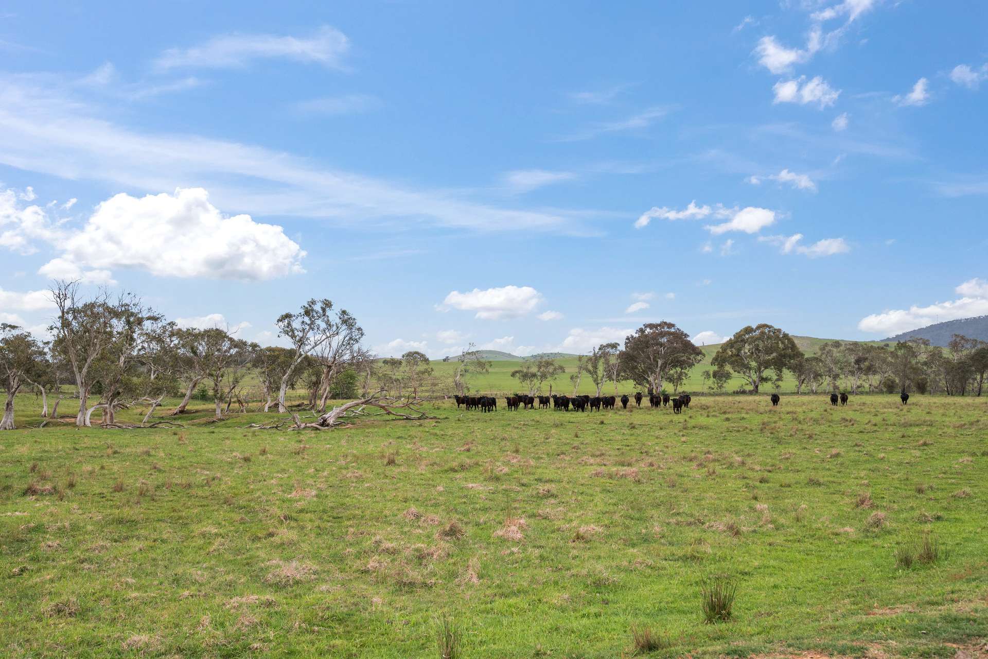 536 Cooma Road, Braidwood Sold by Farmbuy.com - image 25
