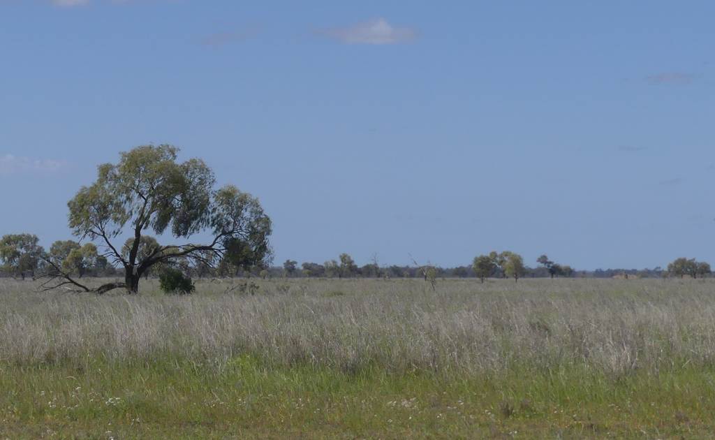 Warren NSW 2824