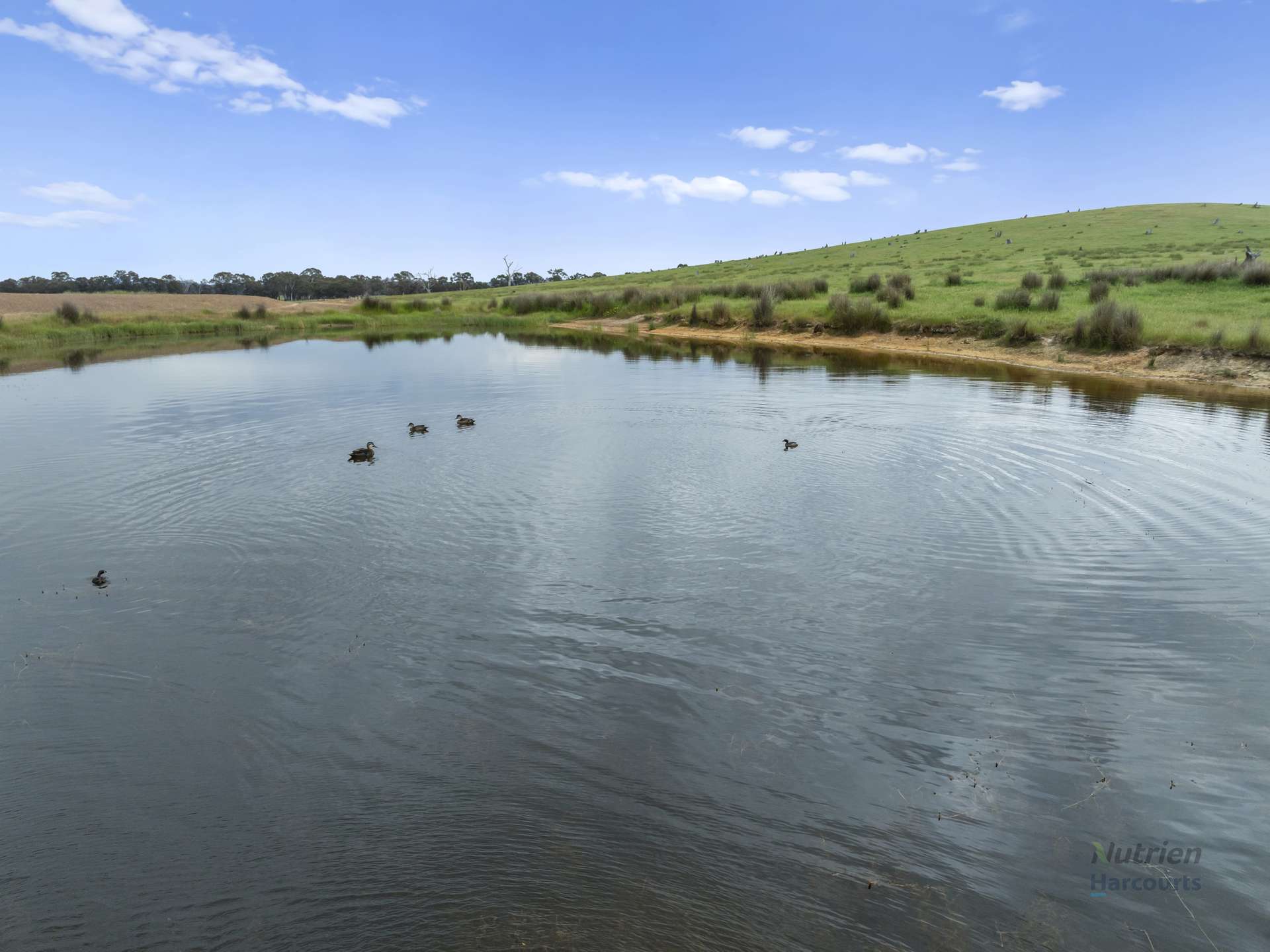 Mangalore For Sale by Farmbuy.com - image 6
