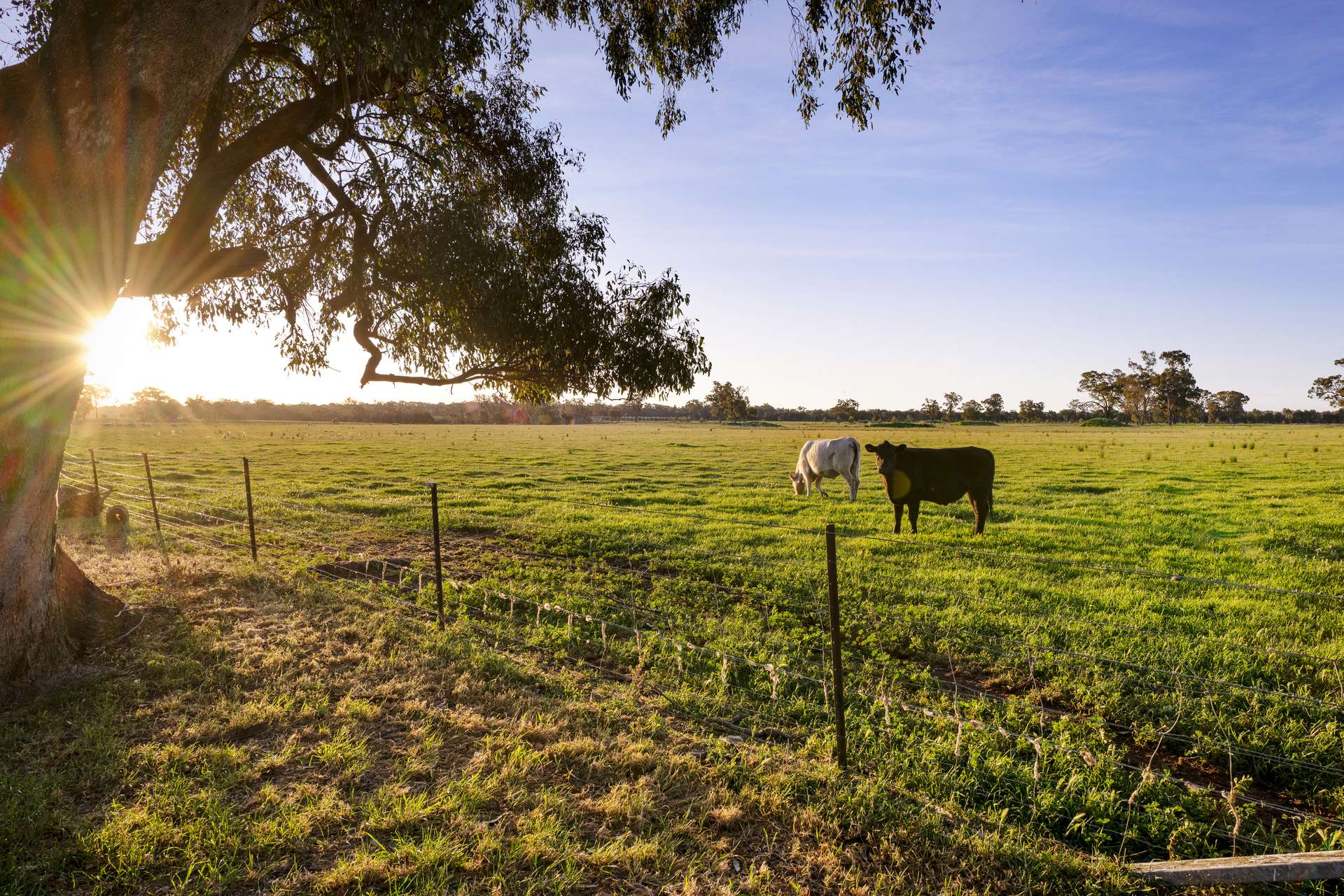 617 Police Paddocks Rd, Carlyle Sold by Farmbuy.com - image 30