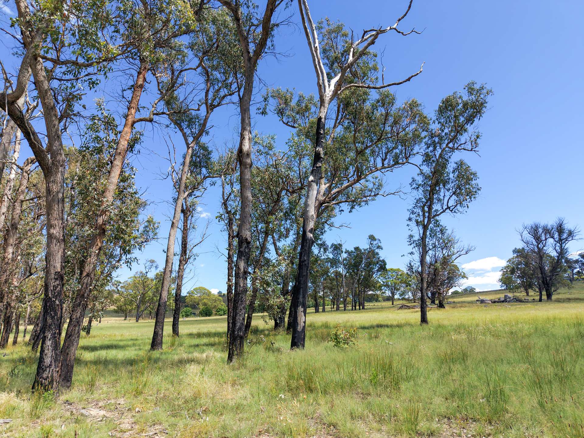 Lot 2 Mount MacKenzie Road, Tenterfield Sold by Farmbuy.com - image 13