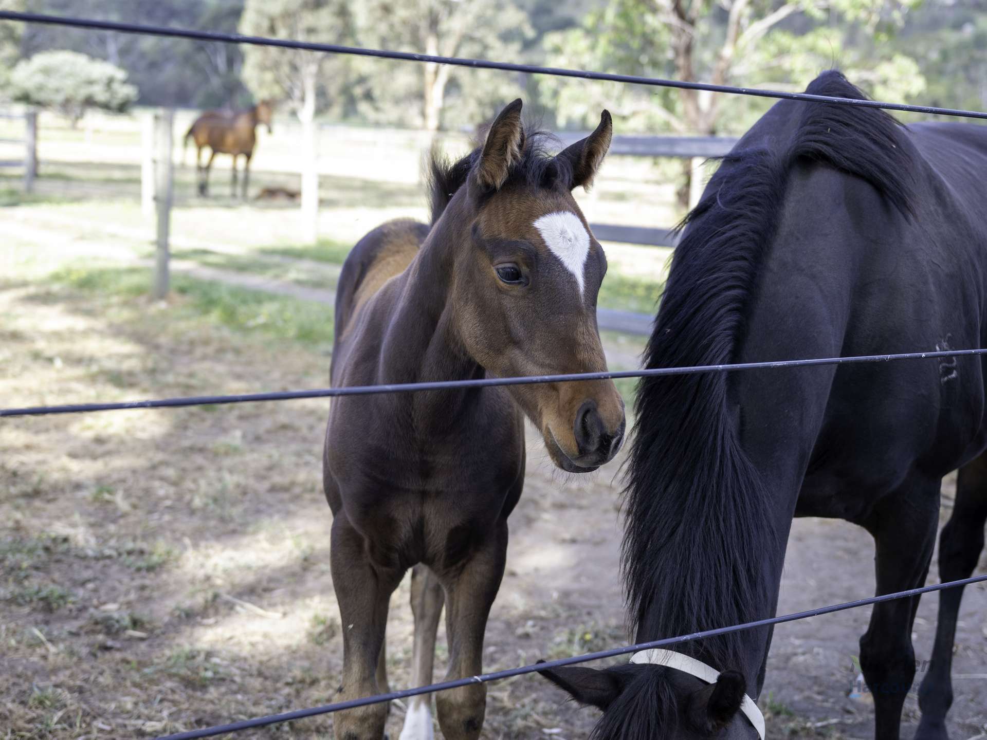 778 Sheans Creek Road, Euroa For Sale by Farmbuy.com - image 30