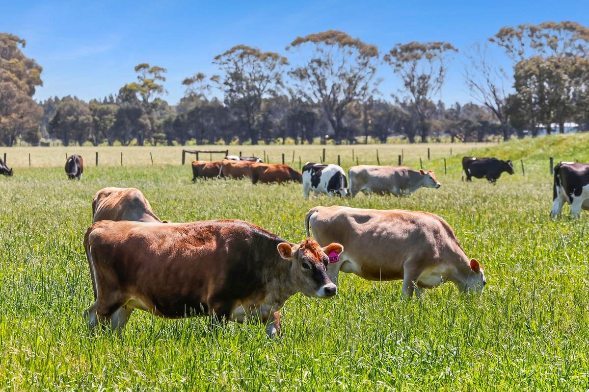 2780 Cape Otway Road, Winchelsea For Sale by Farmbuy.com - image 20