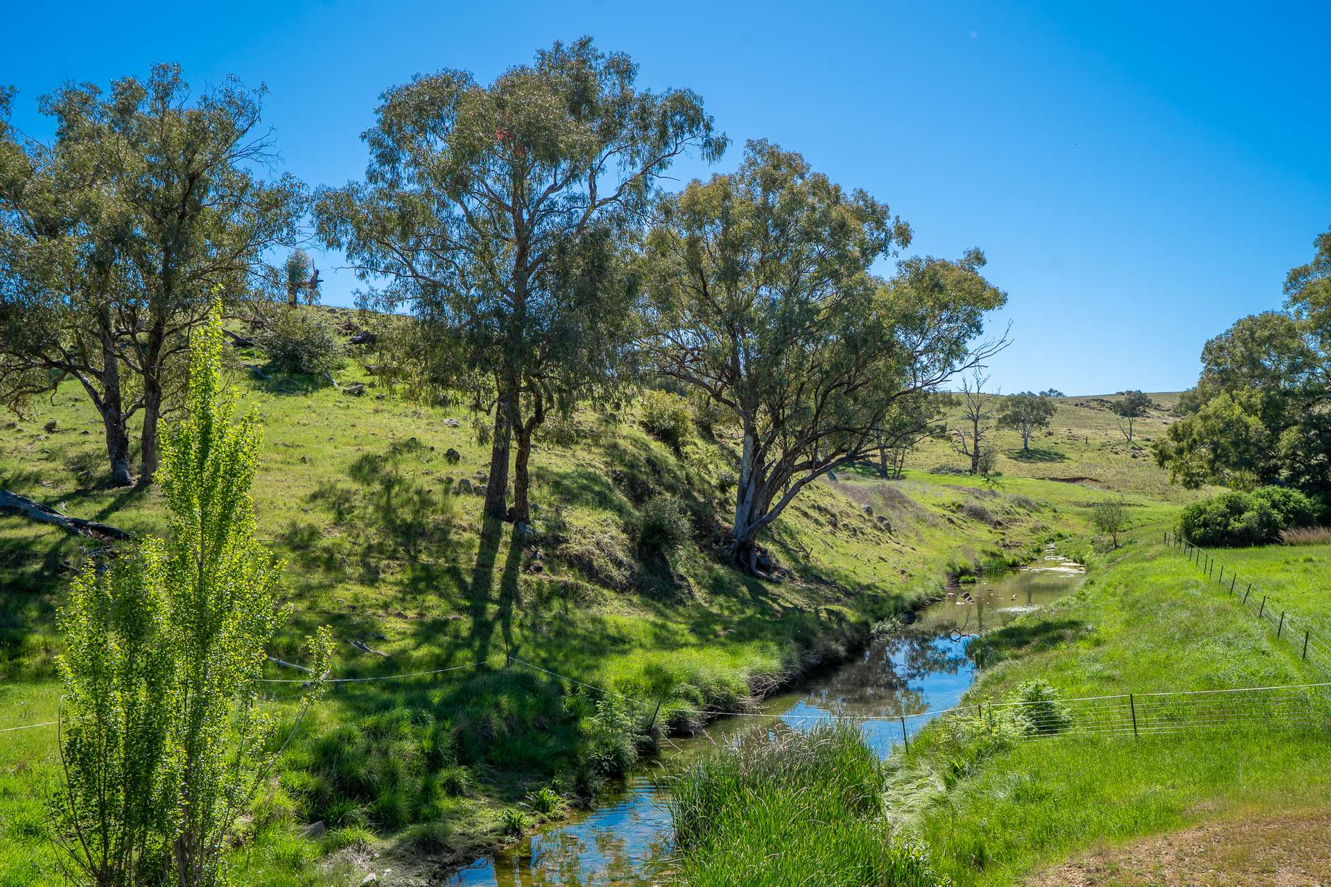 1097 Davys Plains Road, Cudal For Sale by Farmbuy.com - image 14